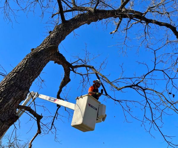 Website-lake-tapawingo-section-bucket-pruning