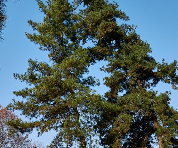 Website-lake-winnebago-section-pinus-strobus-tree