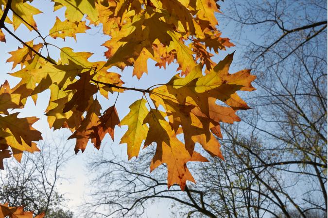 Website-lake-winnebago-section-red-oak