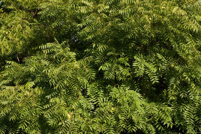 Website-loch-lloyd-section-black-walnut