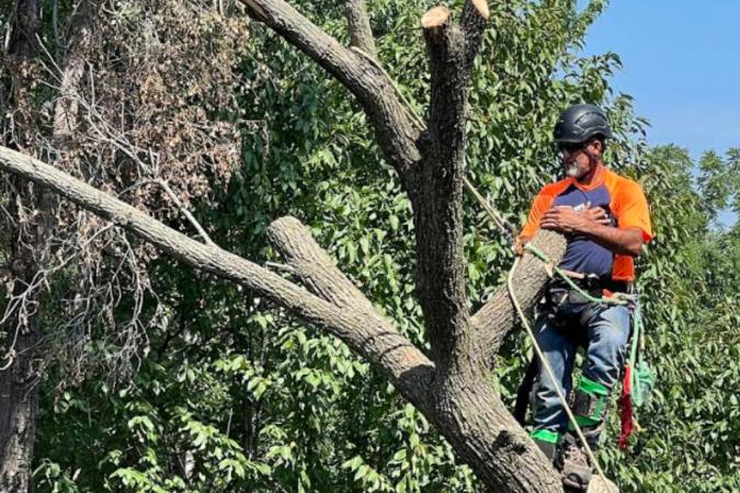Website-loch-lloyd-section-climber-tree-crew