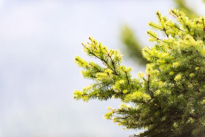 Website-loch-lloyd-section-douglas-fir