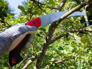 Tree pruning by Arbor Masters.