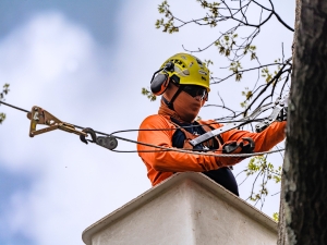 Tree structural support by Tree Surgeon ALPHA.
