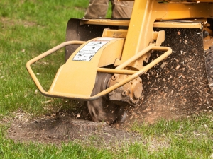 A yellow stump grinder by Tree Surgeon ALPHA.
