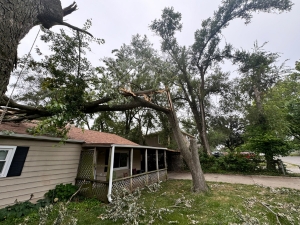 Tree Emergency by Tree Surgeon ALPHA.
