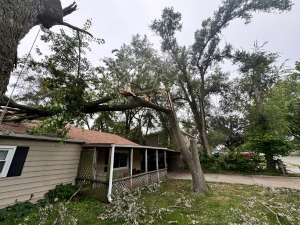 Tree Emergency by Arbor Masters.