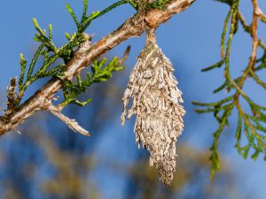 Bagworm clinging on a branch of a tree.