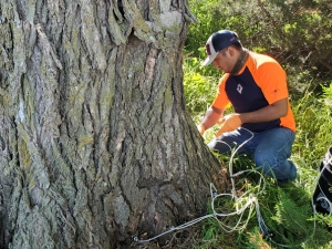 PHC Team of Advantage Injecting solutions to a tree in Cedar Rapids, IA.