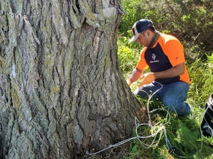 Tree preservation by Arbor Masters.