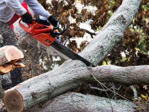 Tree Removal by Tree Surgeon ALPHA.