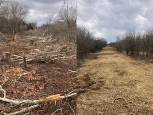 before and after Land clearing by Arbor Master.