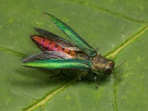 Emerald Ash Borer, close up photo