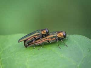 Tree Insect and Disease Control | Arbor Masters