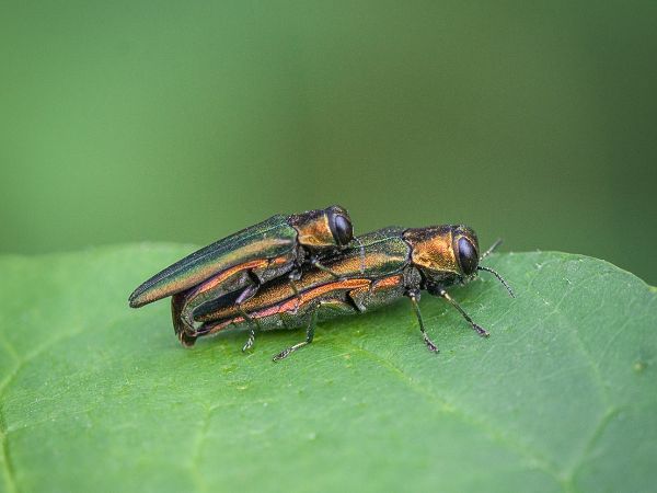 Two emerald ash borer on a leaf procreating during spring in Kansas City, MO