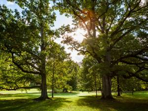 A view with trees covering it.