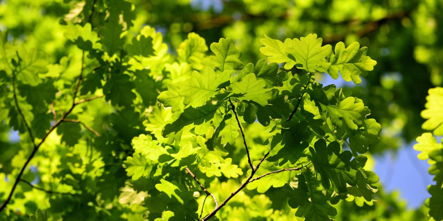 An image of very healthy green oak leaves.