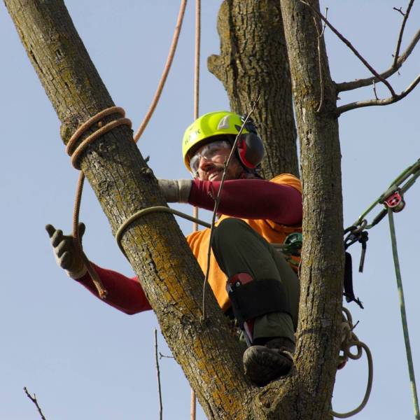 An arborist on top of a tree tying the rope on a branch to be cut and lifted by crane.