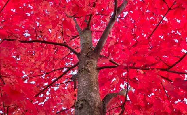 Website-seasonal-tips-fall-red-maple Website-seasonal-tips-fall-red-maple