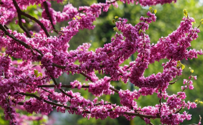 Website-seasonal-tips-spring-redbud-flowers