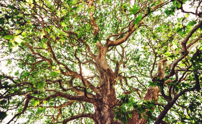 Website-seasonal-tips-summer-american-sycamore