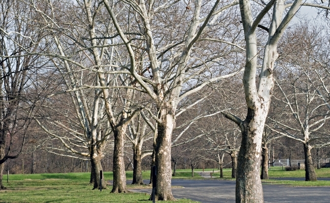 Website-seasonal-tips-winter-bare-sycamore