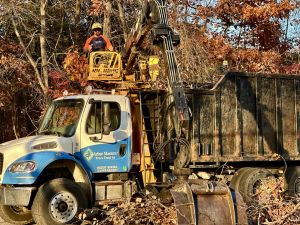 Website-service-box-tree-removal-service