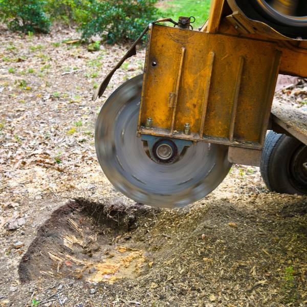 Stump grinder in action in a client's yard.