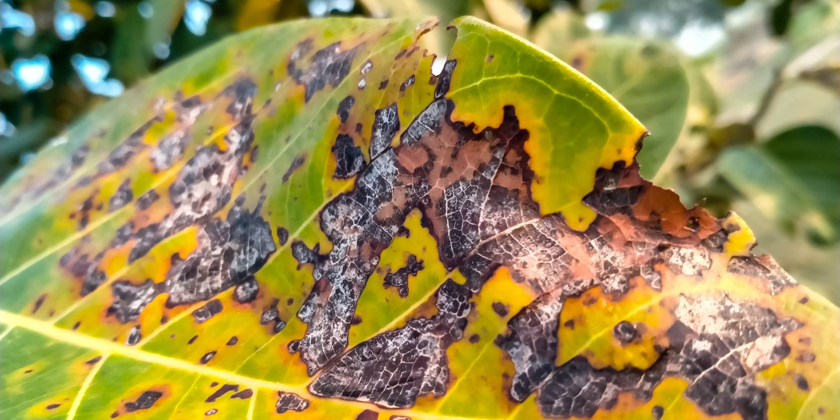 Leaf scorch tree disease.