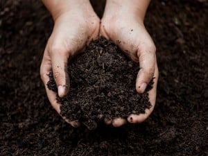 Claude responded: Cupped hands holding a mound of dark, rich soil ready for plantingCupped hands holding a mound of dark, rich soil ready for planting