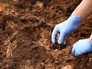 Soil testing being performed by arborists from arbormasters.