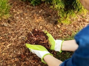 Gloved hands holding a fresh handful of dark wood mulch above a mulched garden bed near an evergreen shrub