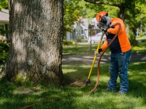 Arbor Masters technician wearing a respirator and using an AirSpade to perform root excavation at the base of a large mature tree