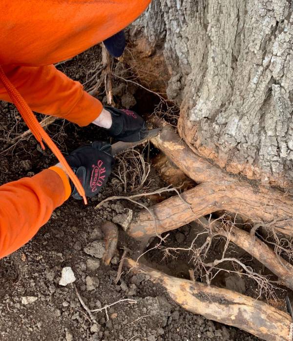 An arborist from arbormasters doing root flare excavation.