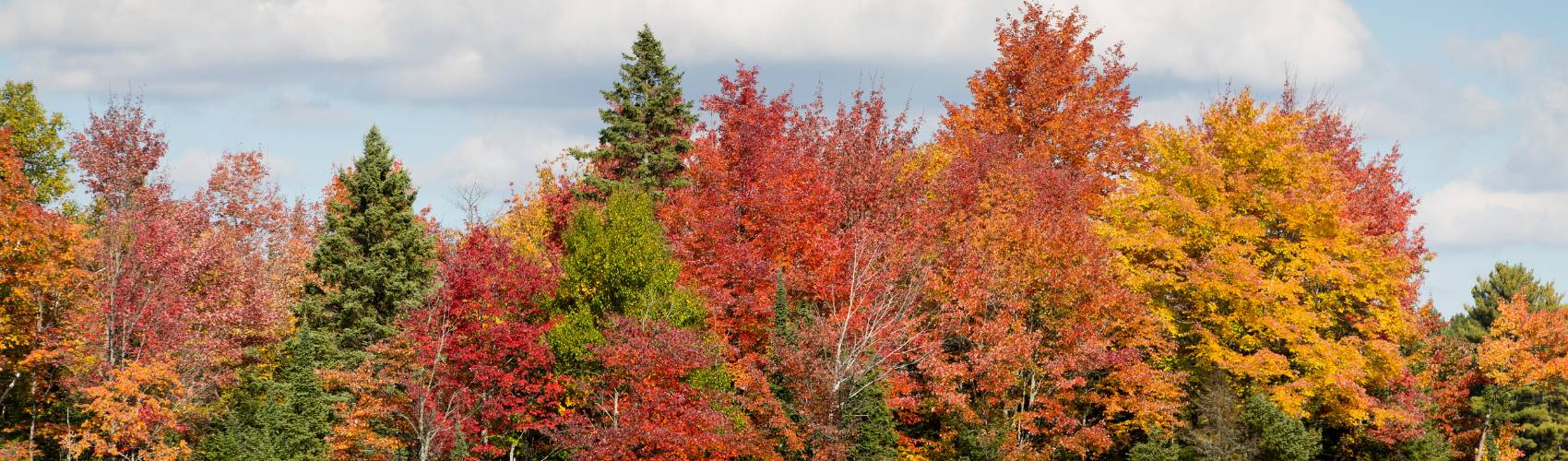 Group of healthy maple trees.