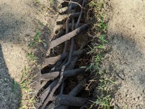 exposed roots for root pruning