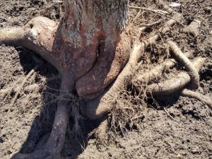 soil aeration around a tree