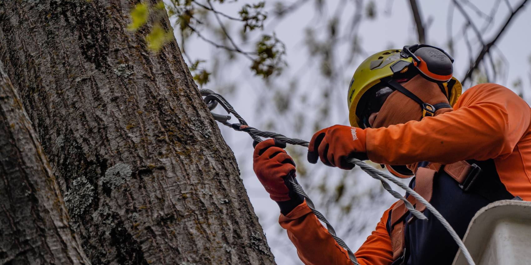 An arborist from arbormasters performing cabling for a tree on a bucket truck.