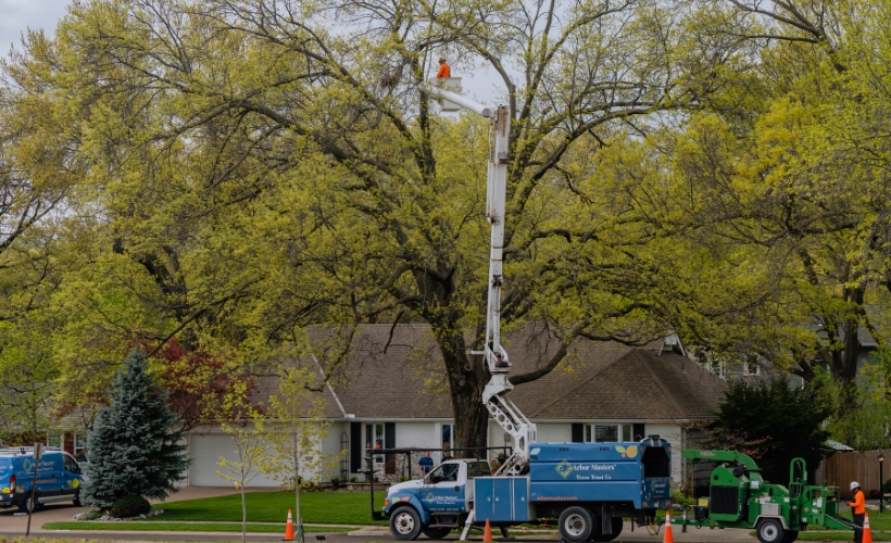 Arbor Masters Tree crew installing cables for support on a tree in Kansas City, MO