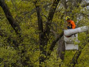 An arborist from Arbormasters on a bucket truck ready to brace a tree.