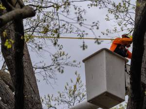 An arborist from Arbormasters holding a cable on a bucket truck for tree cabling.