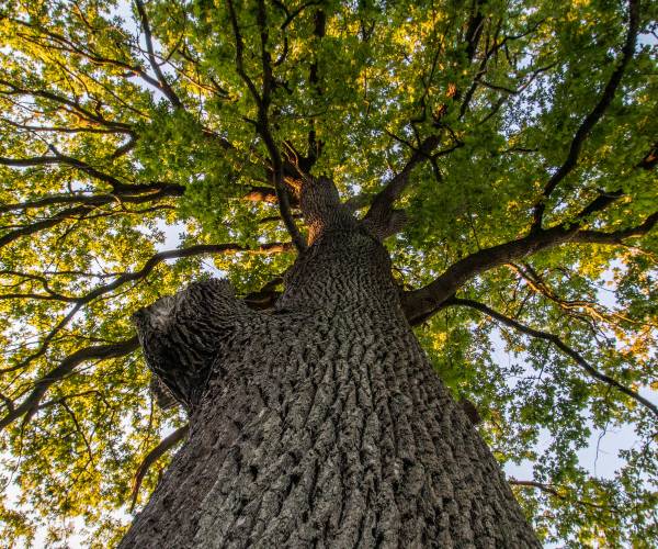 White oak tree