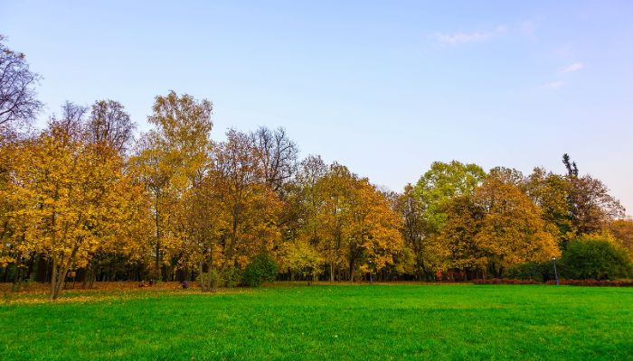 A row of silver maple trees with yellow leaves during fall in Wichita, KS