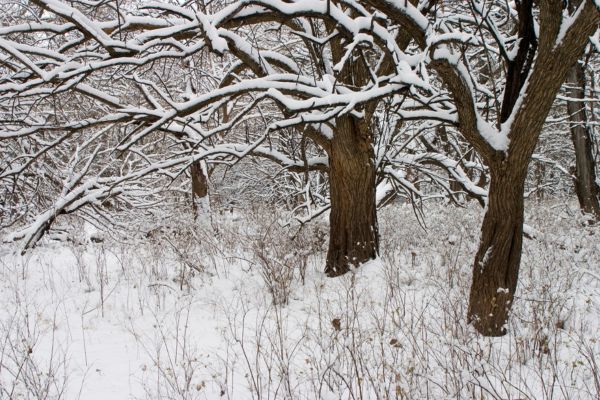 Trees and ground covered in snow in Wichita, KS