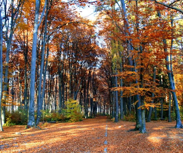 A forest full of desiduous trees during fall season