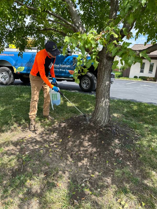 Tree root treatment