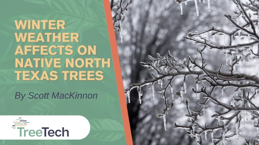Winter weather affects on native North Texas trees