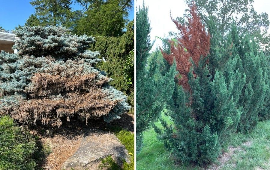 A blue spruce with browning lower branches appears beside a hedge of arborvitae where one section has turned reddish brown.