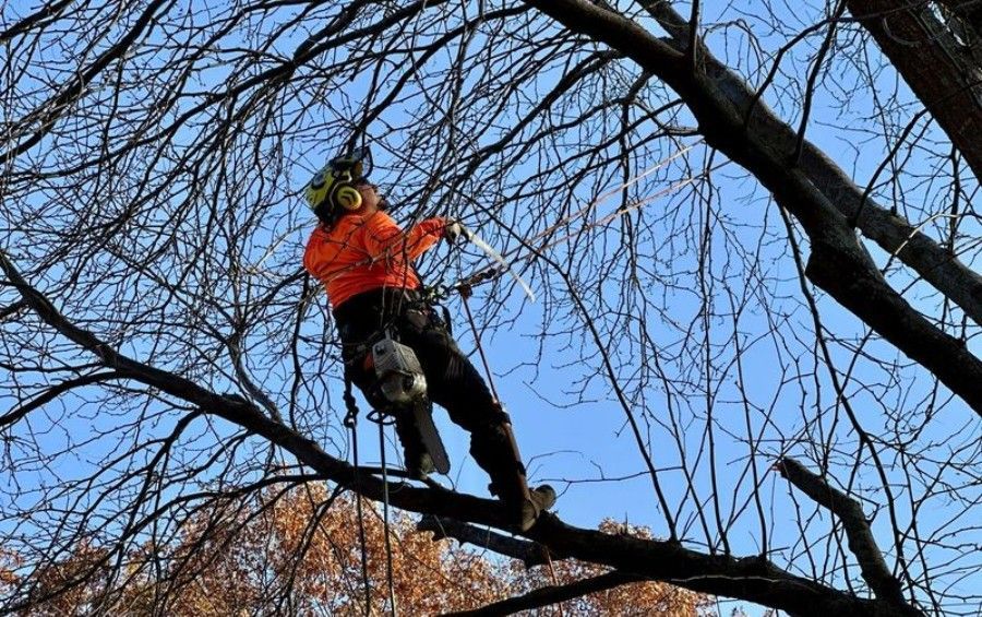 A certified arborist in a harness and helmet uses ropes to control a branch while pruning high in a bare tree.