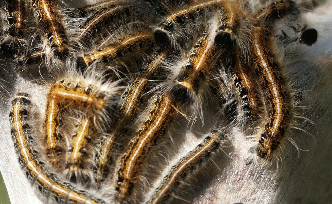 A dense cluster of hairy caterpillars with white and orange stripes feeds on a silk mat spun against tree bark.